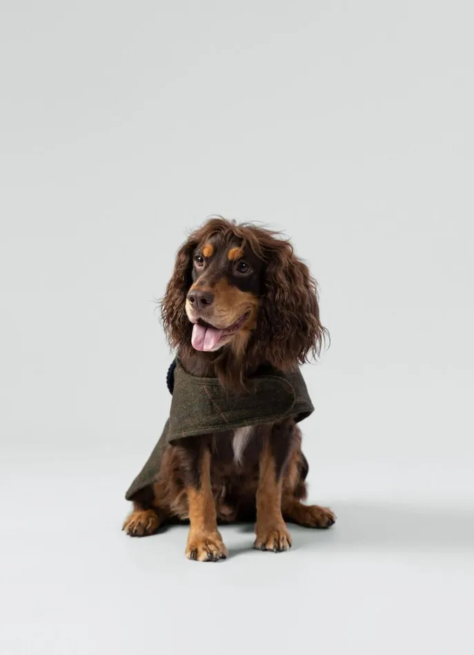 Men Hackett X Hugo and Hudson Hackett London Checked Jacket For Dogs 8211 Medium Green