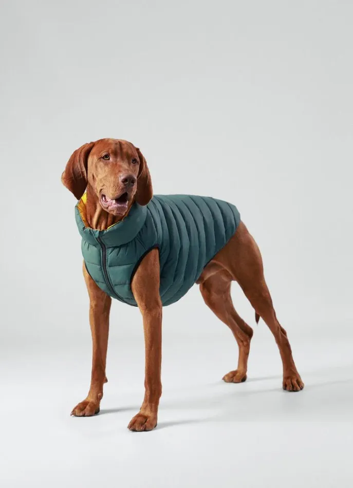 Men Hackett X Hugo and Hudson Hackett London Reversible Puffer Jacket For Dogs 8211 Large Goldgreen Men Hackett X Hugo and Hudson Hackett London Reversible Puffer Jacket For Dogs 8211 Large Goldgreen