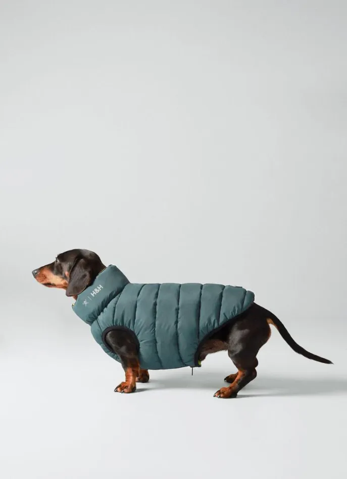 Men Hackett X Hugo and Hudson Hackett London Reversible Puffer Jacket For Dogs 8211 Small Goldgreen Not Available Men Hackett X Hugo and Hudson Hackett London Reversible Puffer Jacket For Dogs 8211 Small Goldgreen Not Available