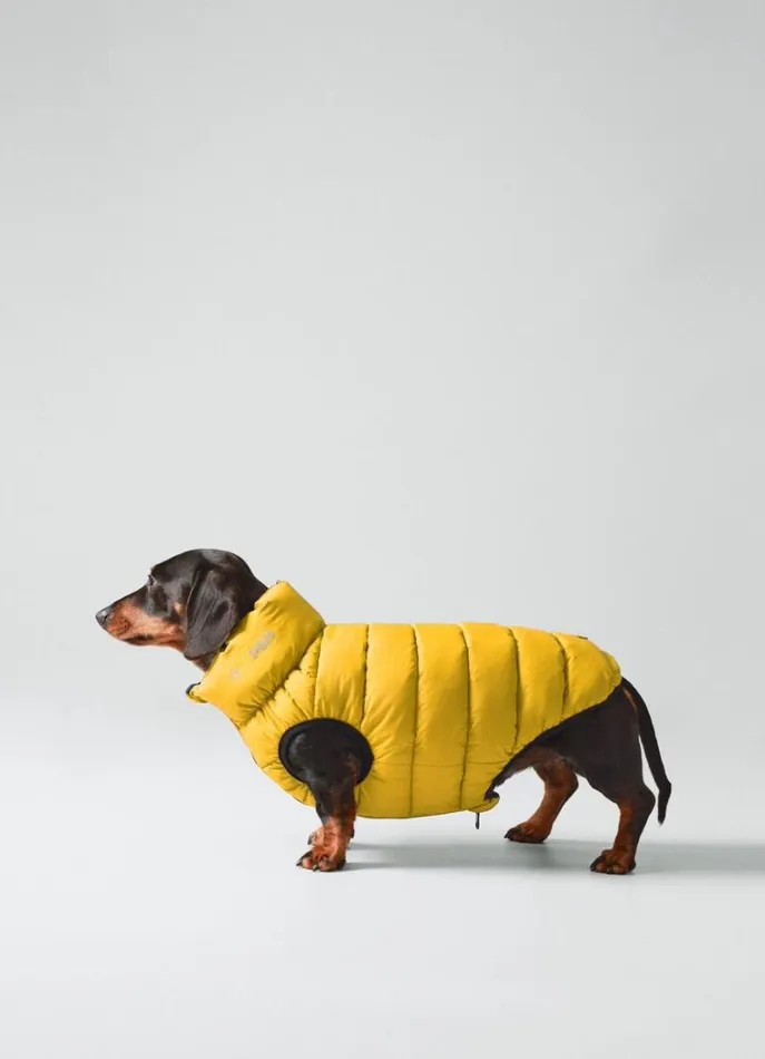 Men Hackett X Hugo and Hudson Hackett London Reversible Puffer Jacket For Dogs 8211 Small Goldgreen Not Available
